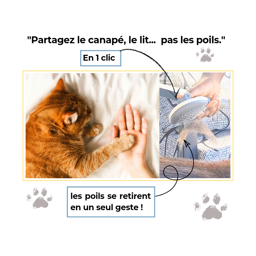 Comment réduire les poils de chien et de chat dans la maison ? 7 astuces efficaces.