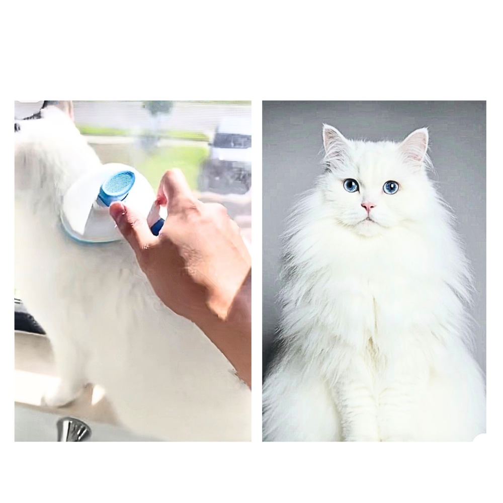 Pourquoi les chiens et les chats perdent-ils leurs poils ? Tout ce qu'il faut savoir.