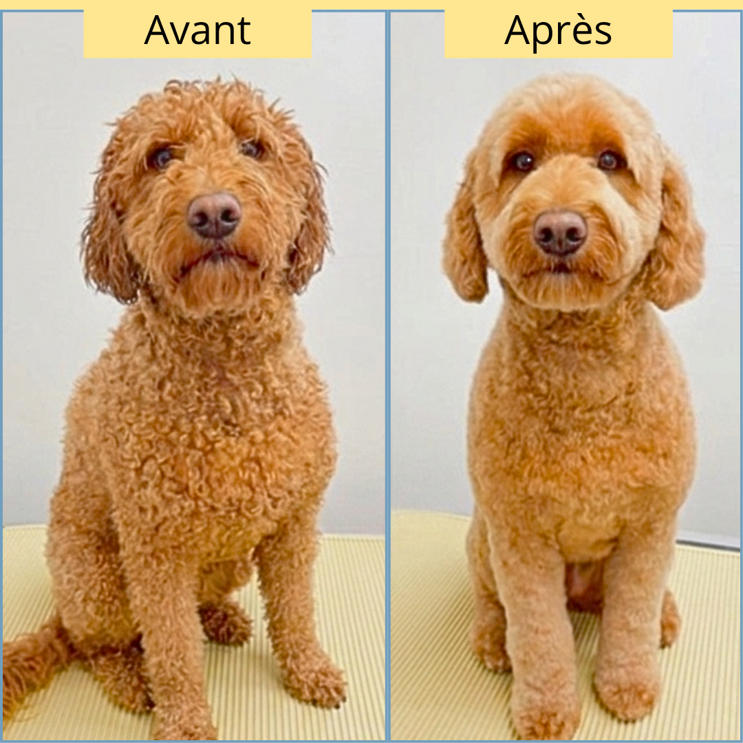 Brosse auto-nettoyante pour Chiens et Chats Papets